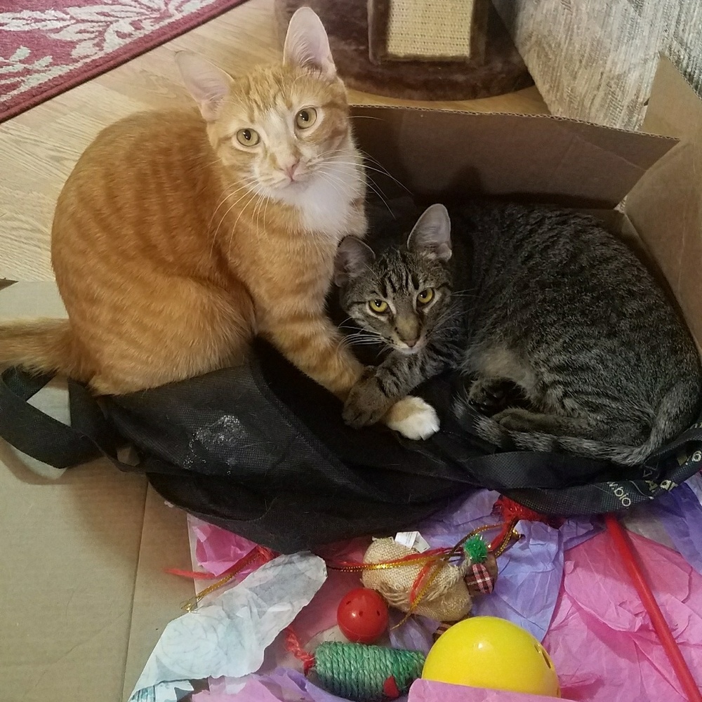 Meet my fur babies 🐈🐈